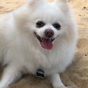 Meet your Posher, Andy